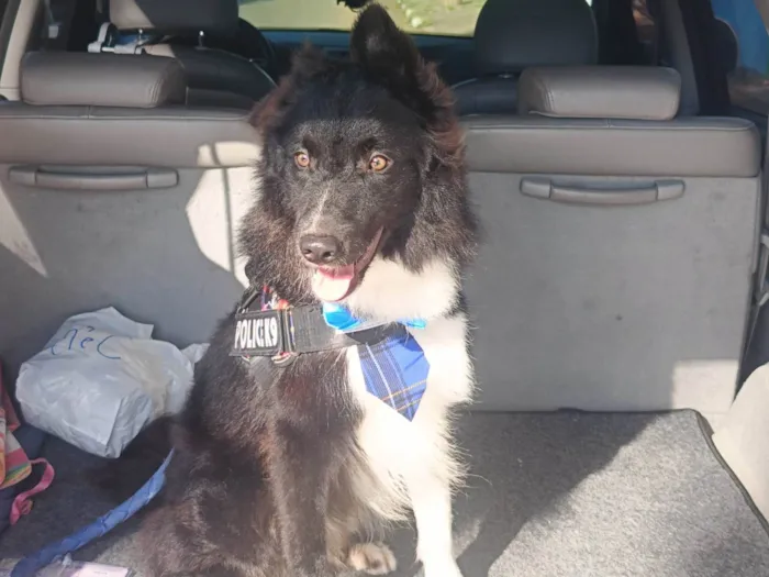 Cachorro ra a Border Collie  idade 2 anos nome Oreo