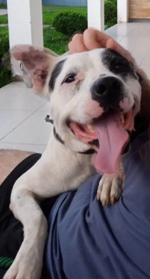 Cachorro ra a Pit-Bull idade 3 anos nome Seth