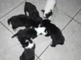 Adote Cãozinhos 