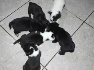 Cachorro raça SRD-ViraLata idade 7 a 11 meses nome Adote Cãozinhos 