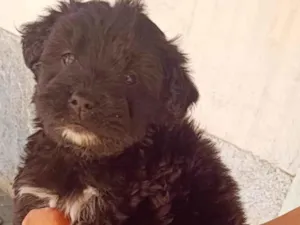 Cachorro raça Poodle idade 2 a 6 meses nome Rana