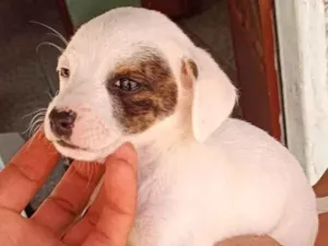 Cachorro raça Poodle idade 2 a 6 meses nome Nina