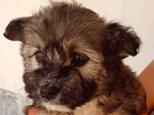 Cachorro raça Poodle idade 2 a 6 meses nome Mila