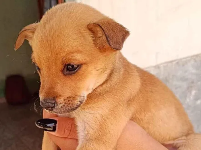 Cachorro ra a Poodle idade 2 a 6 meses nome Mole