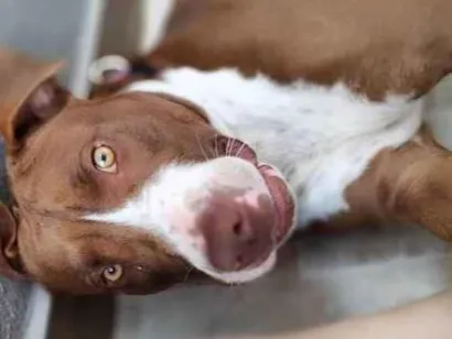 Cachorro raça Pit-Bull idade 1 ano nome Ronda