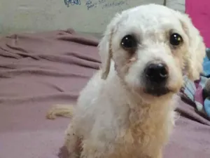 Cachorro raça SRD-ViraLata idade 1 ano nome Pérola 