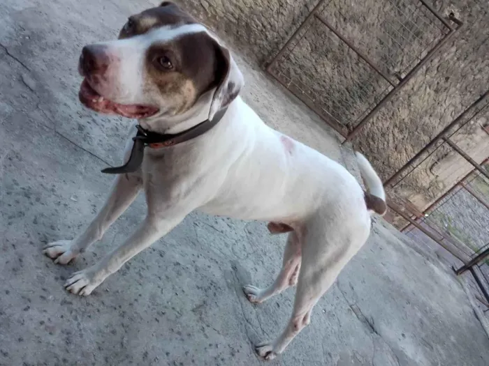 Cachorro ra a Pit-Bull idade Abaixo de 2 meses nome Eles não tem nome ainda e já foram doados