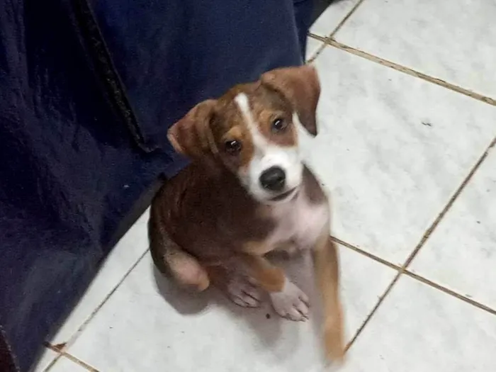 Cachorro ra a SRD-ViraLata idade 2 a 6 meses nome Max