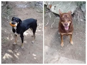 Cachorro raça SRD-ViraLata idade 2 anos nome Juju/Bily