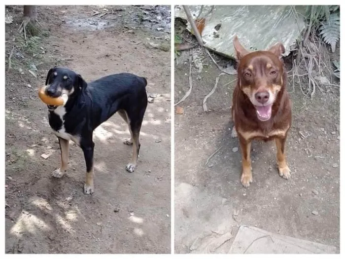 Cachorro ra a SRD-ViraLata idade 2 anos nome Juju/Bily