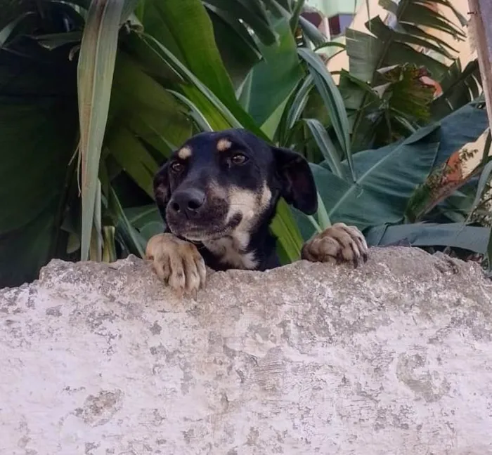 Cachorro ra a SRD-ViraLata idade 2 anos nome Juju/Bily