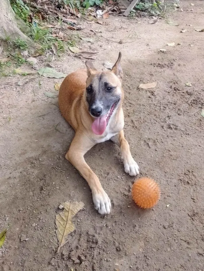 Cachorro ra a SRD-ViraLata idade 1 ano nome Rocco 