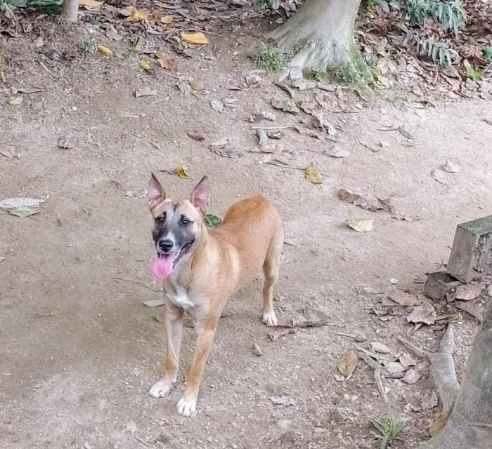 Cachorro ra a SRD-ViraLata idade 1 ano nome Rocco 