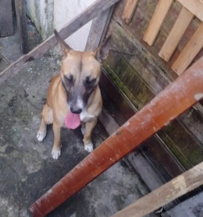 Cachorro ra a SRD-ViraLata idade 1 ano nome Rocco 