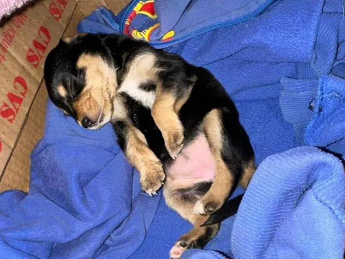 Cachorro ra a SRD-ViraLata idade Abaixo de 2 meses nome Amora