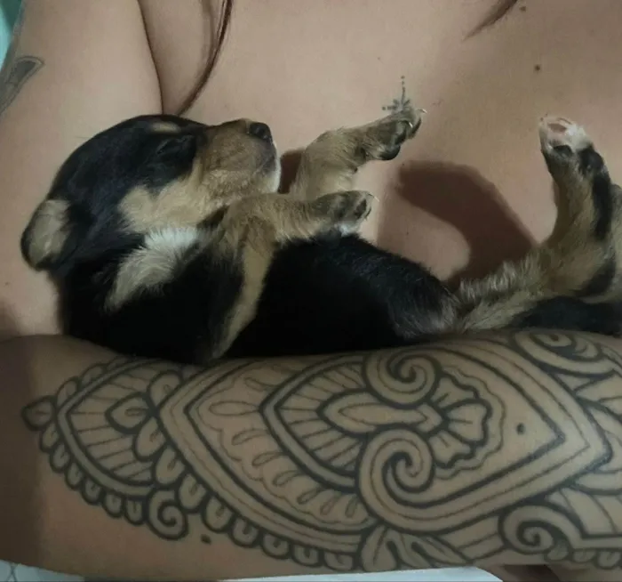 Cachorro ra a SRD-ViraLata idade Abaixo de 2 meses nome Amora