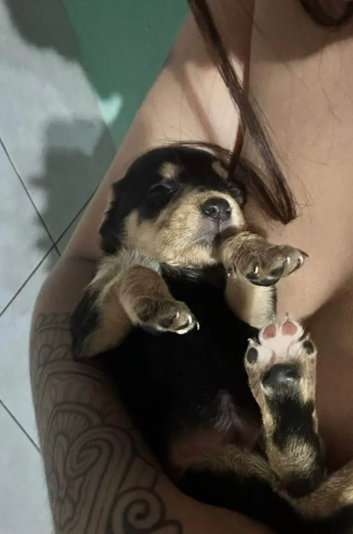 Cachorro ra a SRD-ViraLata idade Abaixo de 2 meses nome Amora