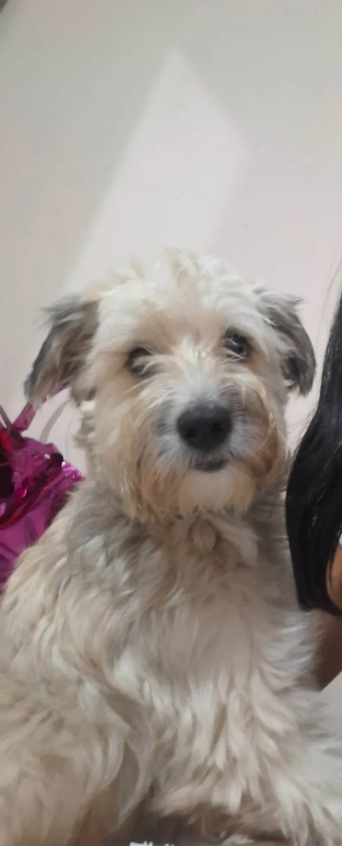 Cachorro ra a SRD-ViraLata idade 2 anos nome Lua