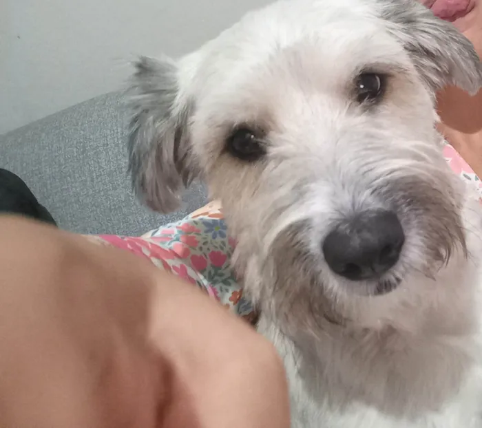 Cachorro ra a SRD-ViraLata idade 2 anos nome Lua