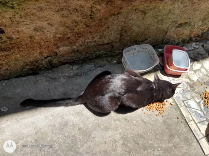 Gato ra a SRD-ViraLata idade 2 a 6 meses nome Sem nome