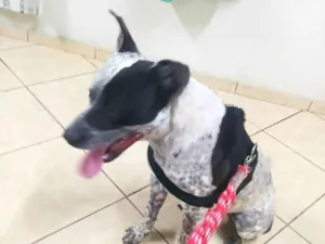 Cachorro raça Pit-Bull idade 4 anos nome Luk