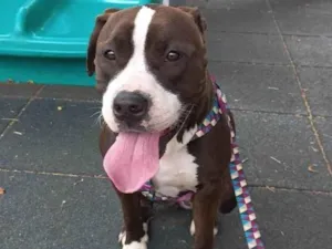 Cachorro raça Pit-Bull idade 1 ano nome Kiara