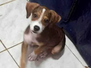 Cachorro raça SRD-ViraLata idade 2 a 6 meses nome Max