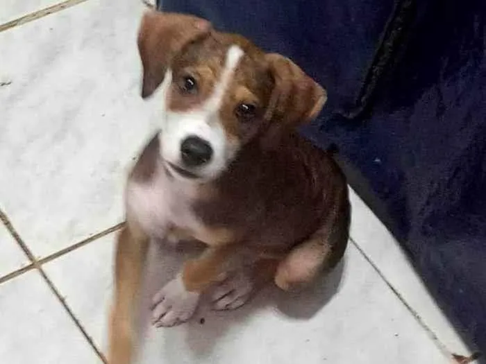 Cachorro ra a SRD-ViraLata idade 2 a 6 meses nome Max