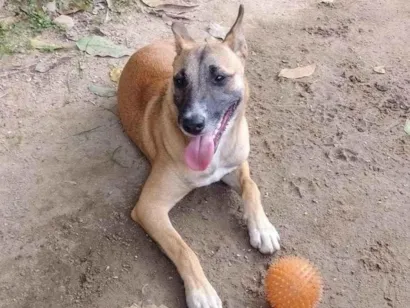 Cachorro raça SRD-ViraLata idade 1 ano nome Rocco 