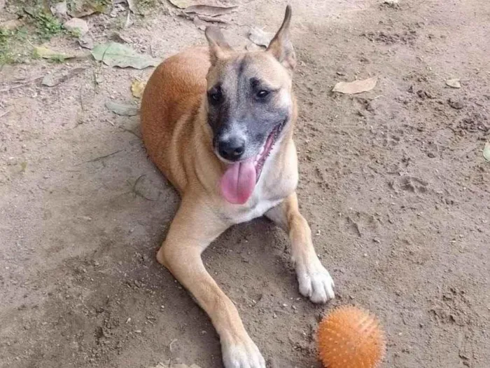 Cachorro ra a SRD-ViraLata idade 1 ano nome Rocco 