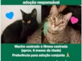 Toddy e Cacau