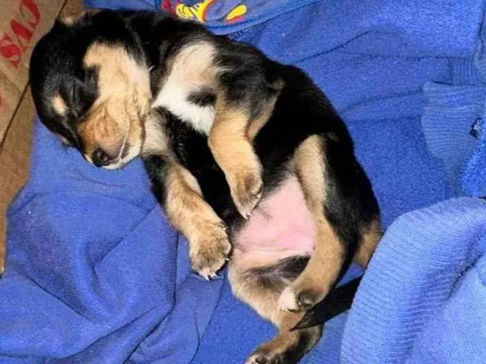 Cachorro ra a SRD-ViraLata idade Abaixo de 2 meses nome Amora