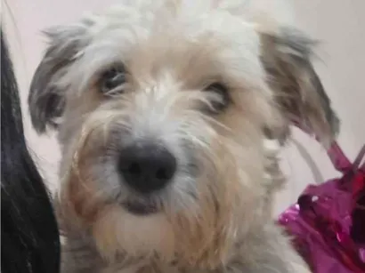 Cachorro raça SRD-ViraLata idade 2 anos nome Lua