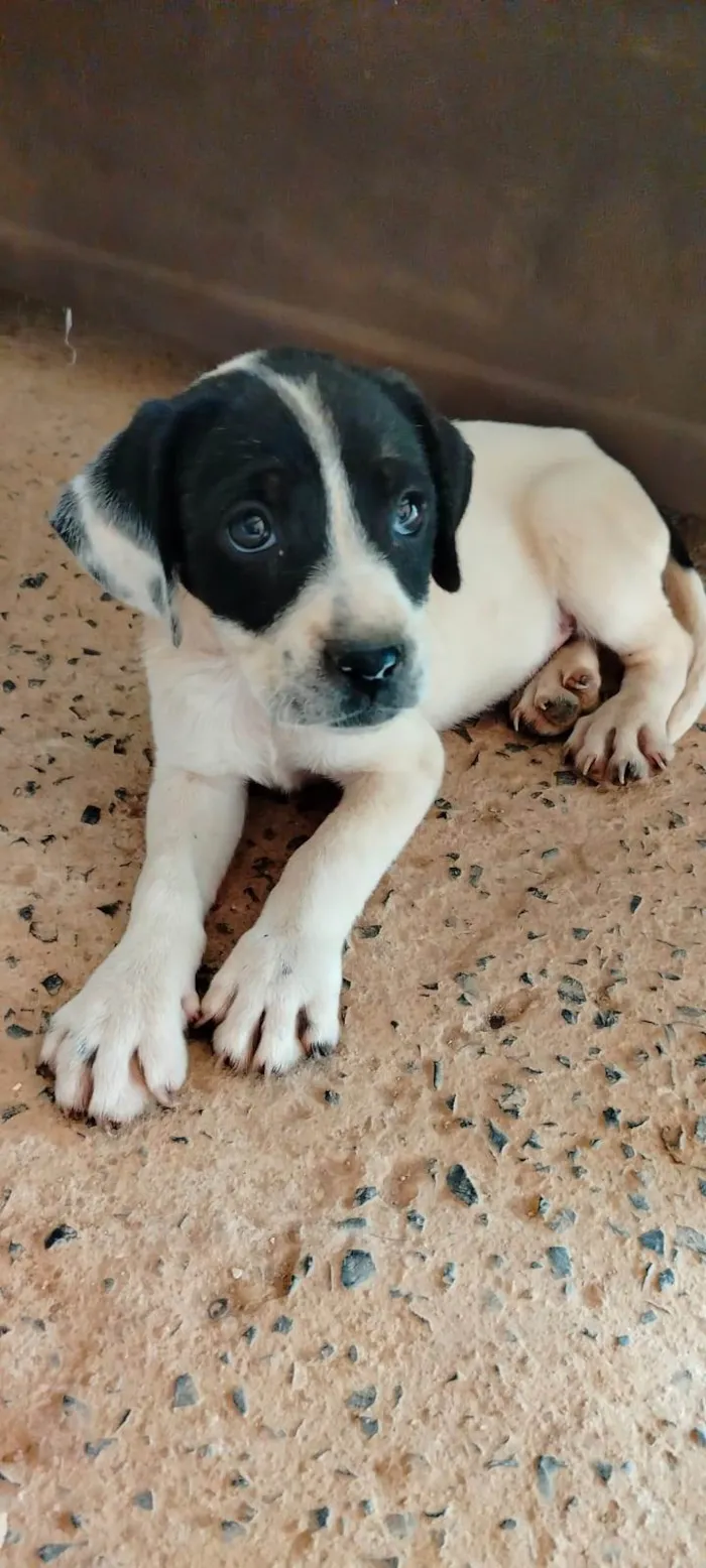 Cachorro ra a SRD-ViraLata idade 2 a 6 meses nome SEM NOME