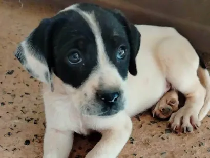 Cachorro raça SRD-ViraLata idade 2 a 6 meses nome SEM NOME