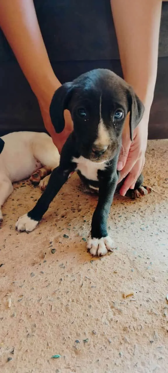 Cachorro ra a SRD-ViraLata idade 2 a 6 meses nome SEM NOME