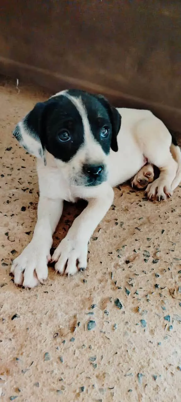 Cachorro ra a SRD-ViraLata idade 2 a 6 meses nome A DUPLINHA