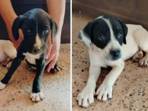 Cachorro raça SRD-ViraLata idade 2 a 6 meses nome A DUPLINHA