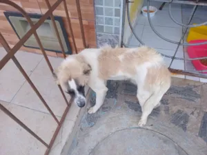 Cachorro raça SRD-ViraLata idade 7 a 11 meses nome Billy