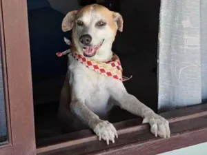 Cachorro raça SRD-ViraLata idade 6 ou mais anos nome Aurora