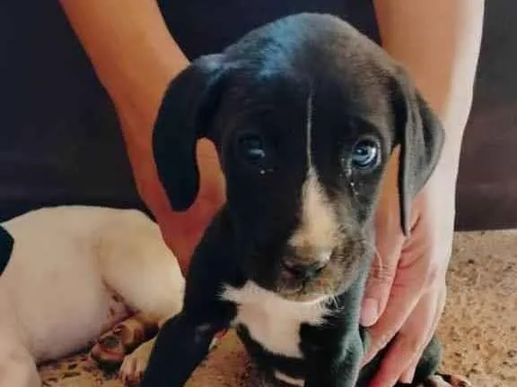 Cachorro ra a SRD-ViraLata idade 2 a 6 meses nome SEM NOME