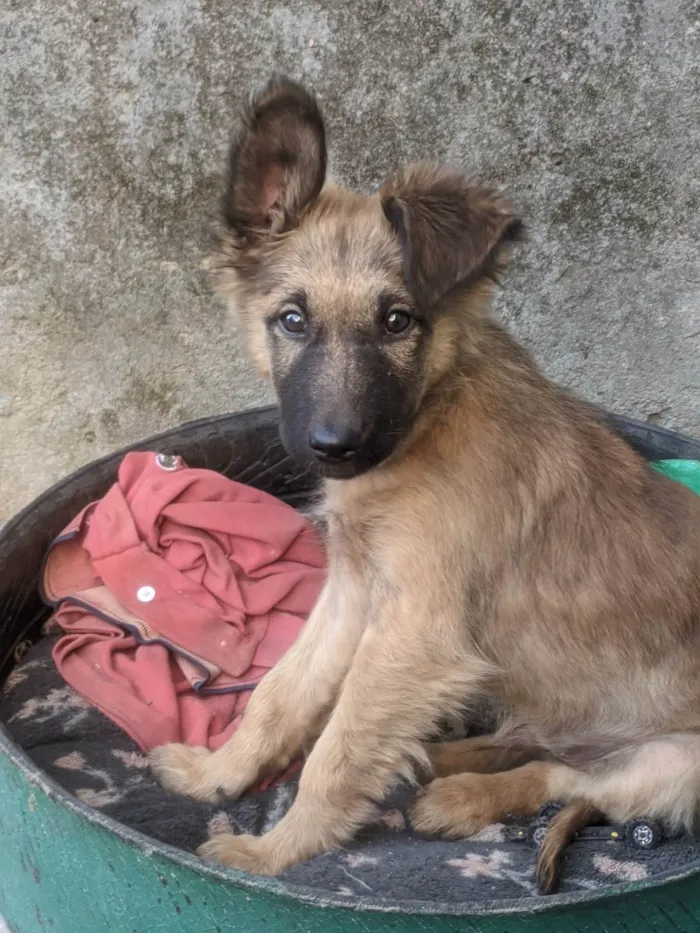 Cachorro ra a SRD-ViraLata idade 7 a 11 meses nome Bruce