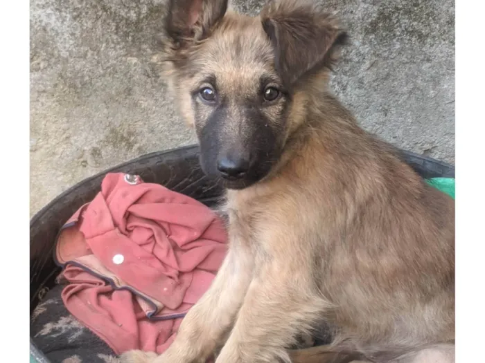 Cachorro ra a SRD-ViraLata idade 7 a 11 meses nome Bruce