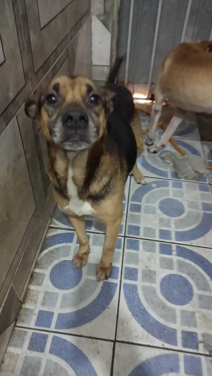 Cachorro ra a SRD-ViraLata idade 4 anos nome Pelé 