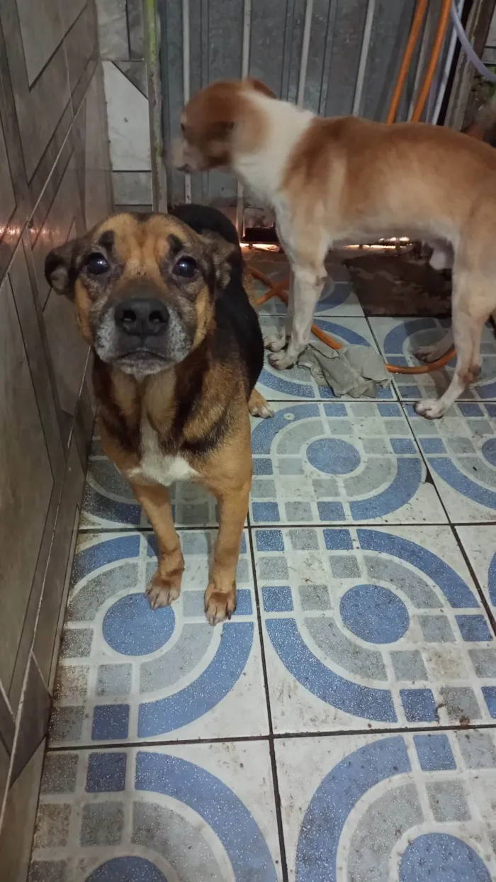 Cachorro ra a SRD-ViraLata idade 4 anos nome Pelé 