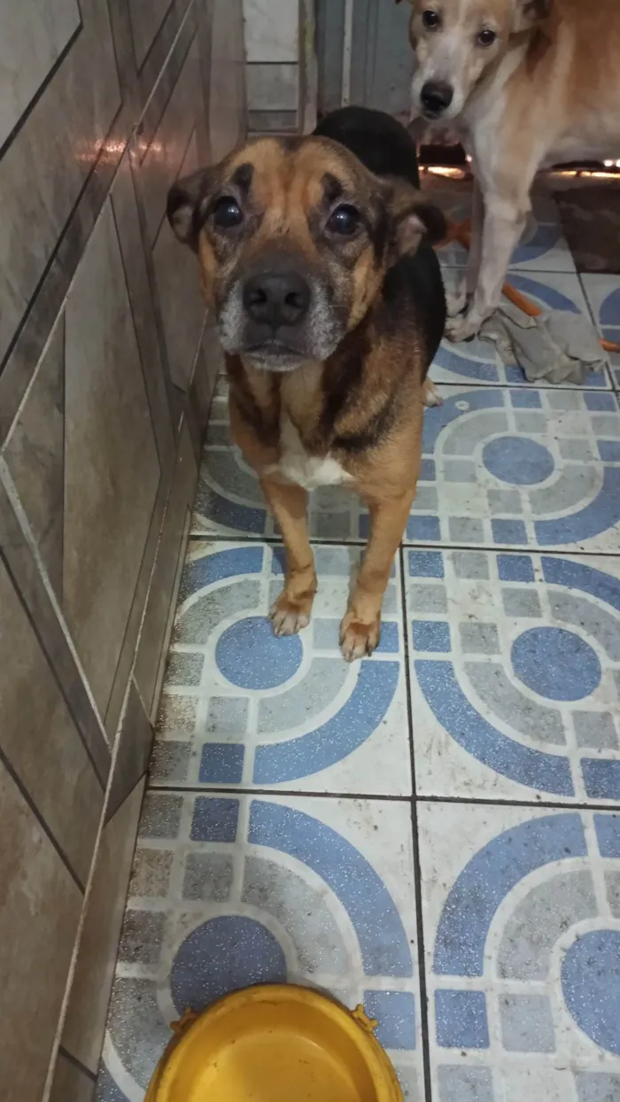 Cachorro ra a SRD-ViraLata idade 4 anos nome Pelé 