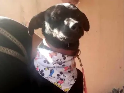 Cachorro raça Paulistinha  idade 7 a 11 meses nome Bili