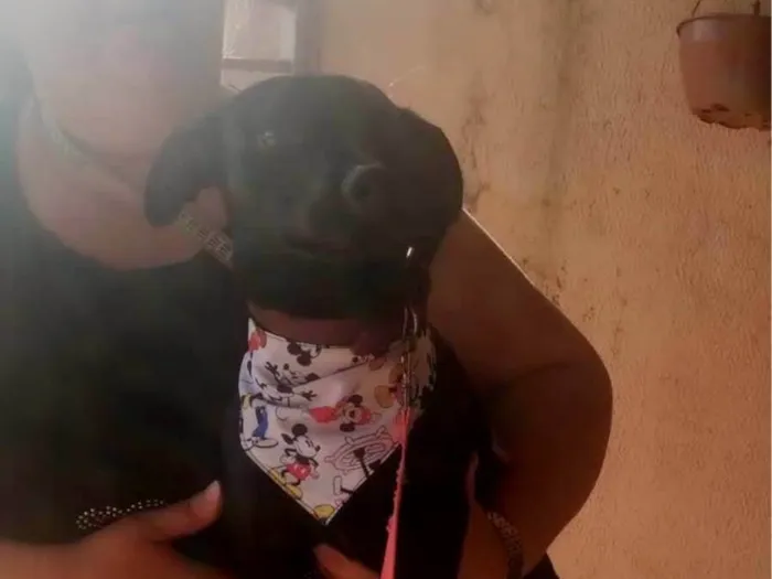 Cachorro ra a Paulistinha  idade 7 a 11 meses nome Bili