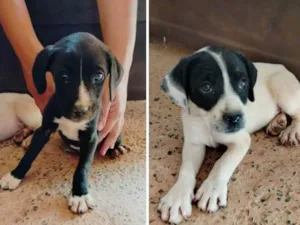 Cachorro raça SRD-ViraLata idade 2 a 6 meses nome DUPLINHA