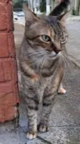 Jully